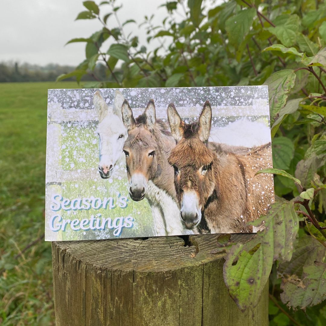 HorseWorld Charity Christmas Cards 2024