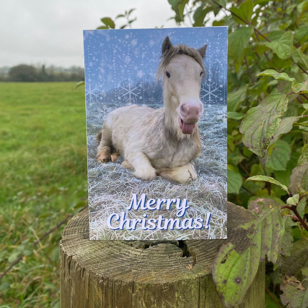 HorseWorld Charity Christmas Cards 2024