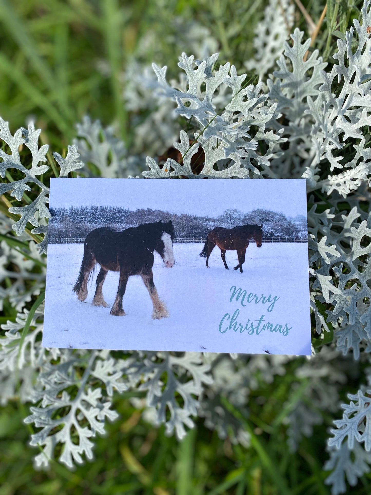 HorseWorld Charity Christmas Cards
