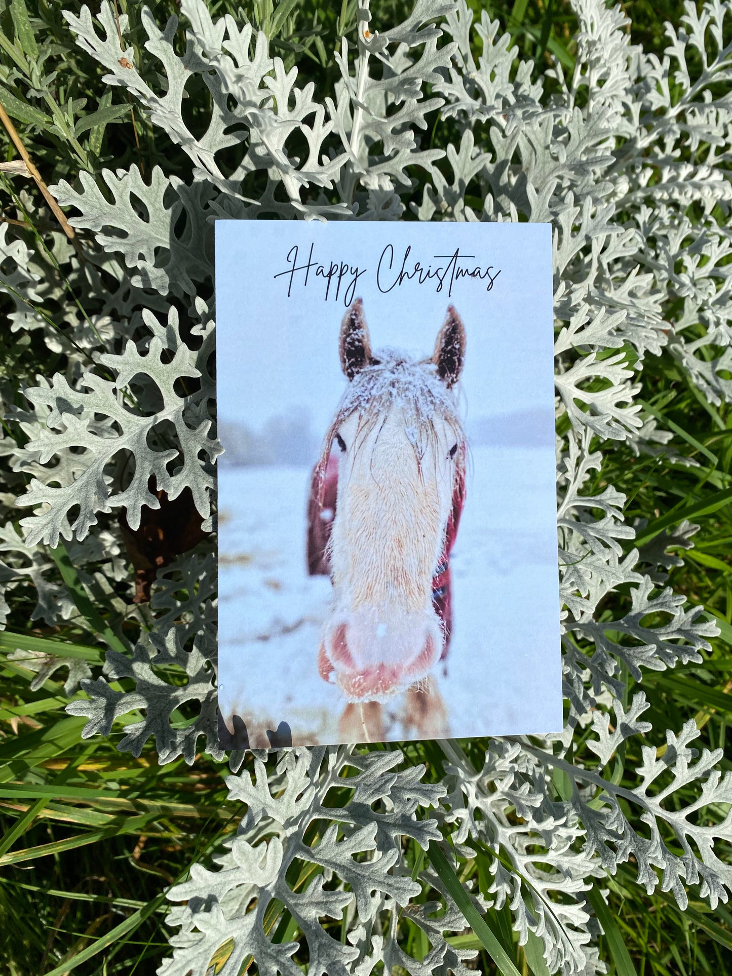 HorseWorld Charity Christmas Cards