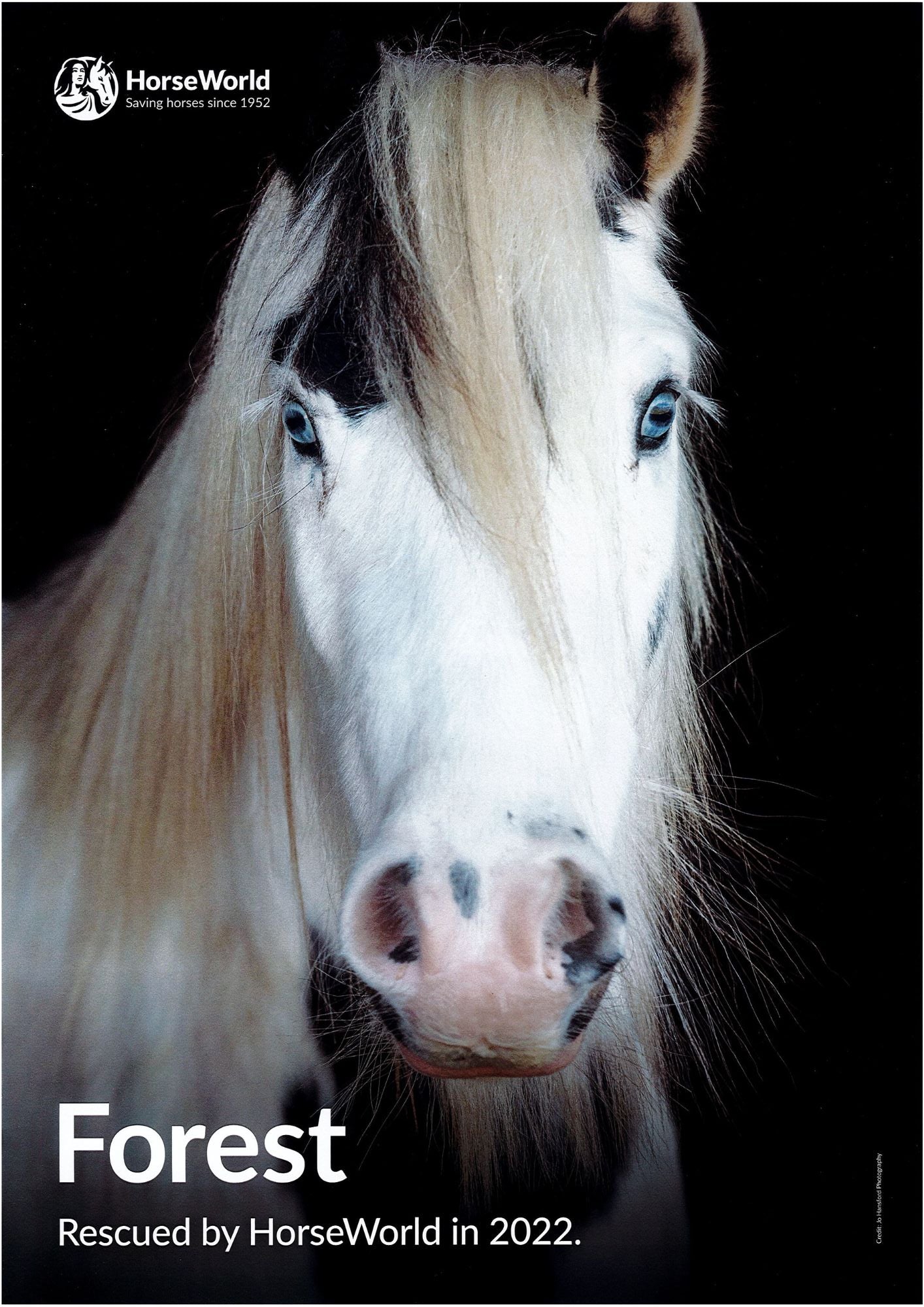 HorseWorld posters
