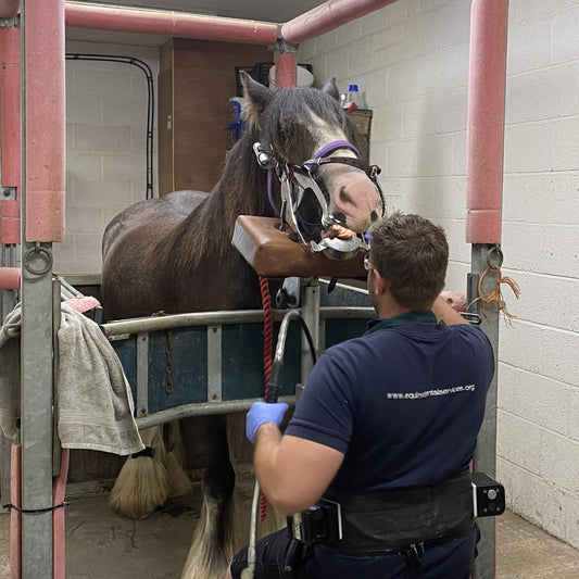 Virtual gift - £65 could pay for a horse's dental treatment.