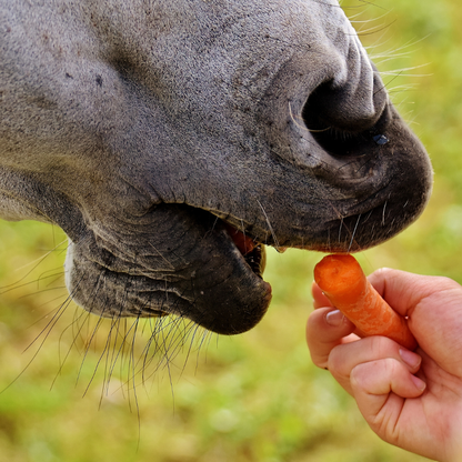 Virtual gift - £5 could pay for a bag of carrots for a rescued HorseWorld horse