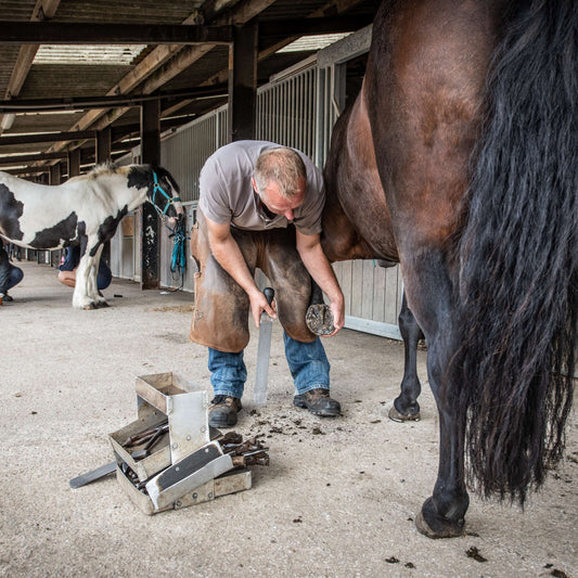 Virtual gift - £35 could pay for a horse's hooves to be trimmed.