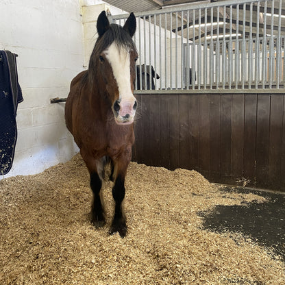 Virtual gift A - £10 could pay for a bale of shavings for a horse to lie on in the stable.