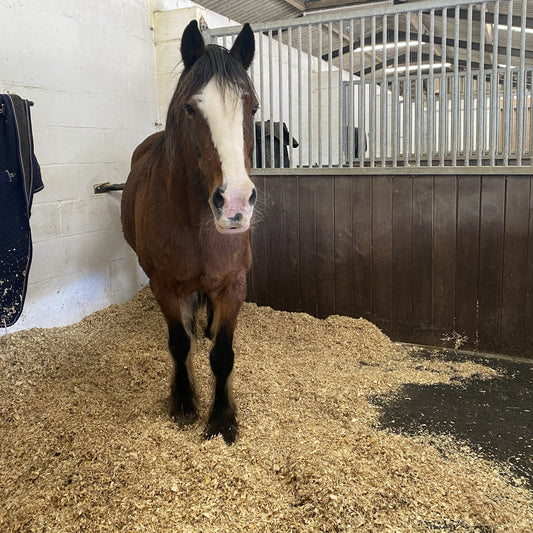 Virtual gift - £10 could pay for a bale of shavings for a horse to lie on in the stable.