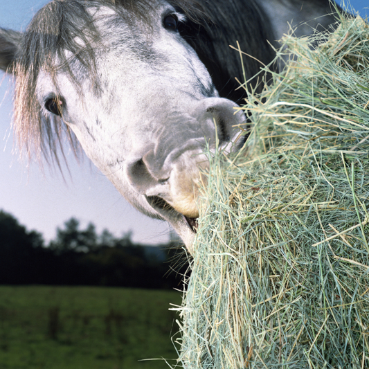 Virtual gift G - £100 could pay for 14 bags of haylage