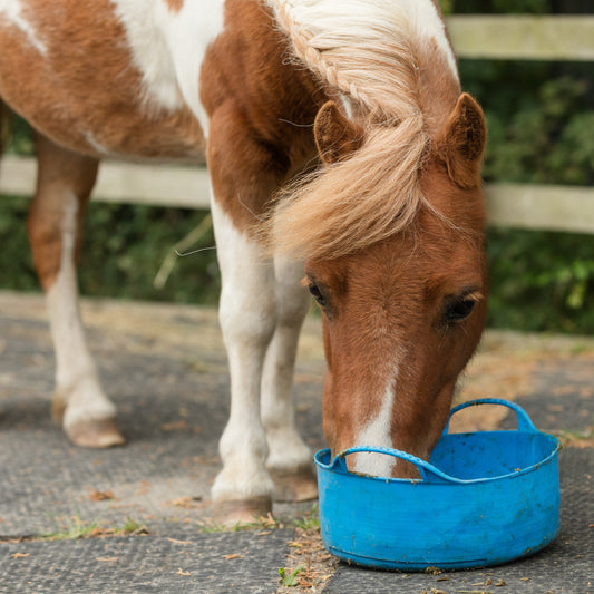 Virtual gift - £25 could buy a 20kg bag of youngstock feed, helping foals get the best start in life.